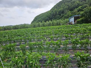 정용일님의 고추 · 지주설치•유인•성장 작성글 사진