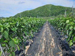 정용일님의 고추 · 지주설치•유인•성장 작성글 사진