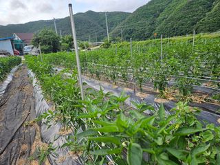 정용일님의 고추 · 지주설치•유인•성장 작성글 사진