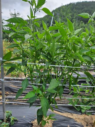 정용일님의 고추 · 지주설치•유인•성장 작성글 사진