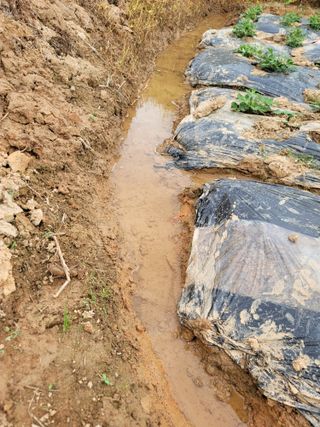 시골농부님의 장마 대비 어떻게 하셨나요? · 참여 작성글 사진