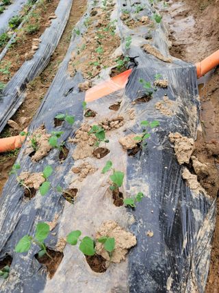 시골농부님의 장마 대비 어떻게 하셨나요? · 참여 작성글 사진