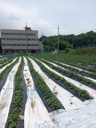 이상기님의 고구마 · 병해충상담 작성글 사진