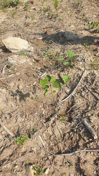 이태건님의 기타작물 · 영농일지 작성글 사진