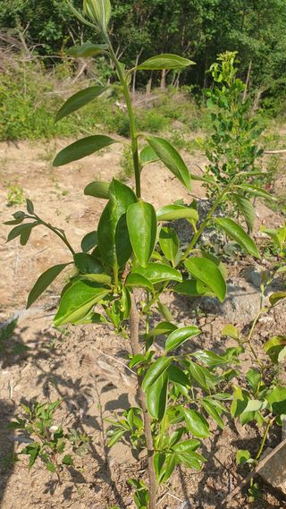 이태건님의 기타작물 · 영농일지 작성글 사진