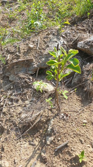 이태건님의 기타작물 · 영농일지 작성글 사진