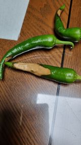 팜모닝 고추·병해충상담 게시글 이미지