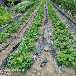 가야산자락한수덕님의 양배추 · 영농일지 작성글 사진