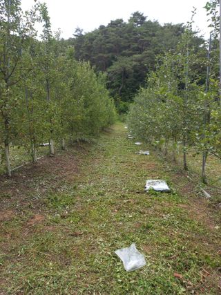 이성수님의 사과 · 일상 작성글 사진