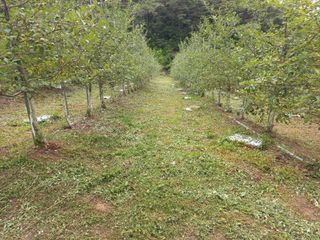 이성수님의 사과 · 일상 작성글 사진