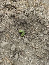 팜모닝 콩·자유게시판 게시글 이미지