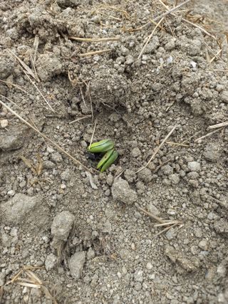 이성수님의 콩 · 자유게시판 작성글 사진