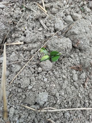 이성수님의 콩 · 자유게시판 작성글 사진