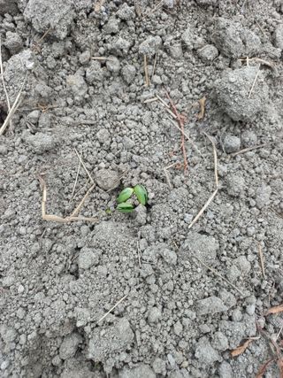 이성수님의 콩 · 자유게시판 작성글 사진