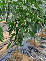 팜모닝 장마 대비 어떻게 하셨나요?·참여 게시글 이미지