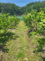 팜모닝 장마 대비 어떻게 하셨나요?·참여 게시글 이미지