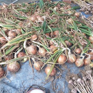 전명우님의 양파 · 자유게시판 작성글 사진