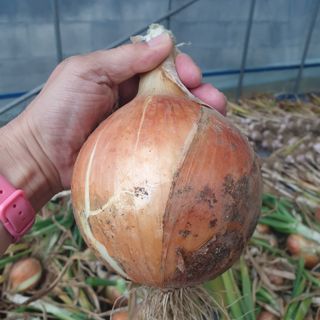 전명우님의 양파 · 자유게시판 작성글 사진