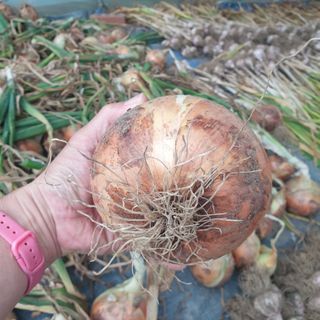 전명우님의 양파 · 자유게시판 작성글 사진