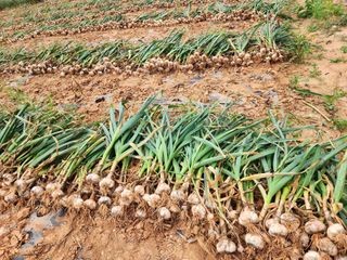 김성원님의 마늘 · 일상 작성글 사진