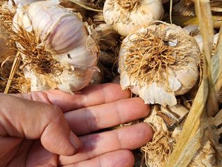김성원님의 마늘 · 일상 작성글 사진