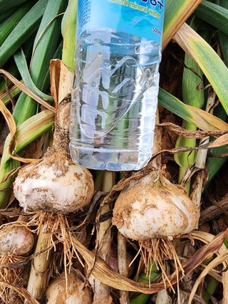 김성원님의 마늘 · 일상 작성글 사진