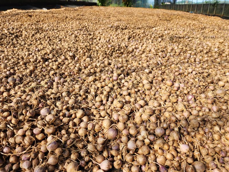김성원님의 장터 판매 상품 [홍산마늘종구 5키로 10만원] 첨부 사진