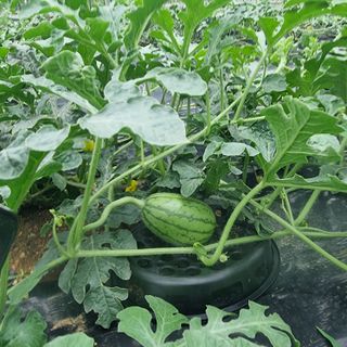 이종권님의 장마 대비 어떻게 하셨나요? · 참여 작성글 사진