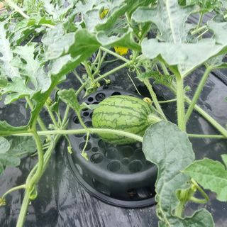 이종권님의 장마 대비 어떻게 하셨나요? · 참여 작성글 사진