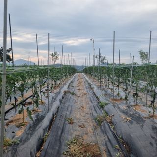 이종권님의 장마 대비 어떻게 하셨나요? · 참여 작성글 사진