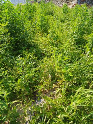 삼성농산님의 감자 · 자유게시판 작성글 사진