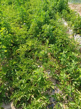 삼성농산님의 감자 · 자유게시판 작성글 사진