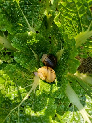 삼성농산님의 감자 · 자유게시판 작성글 사진