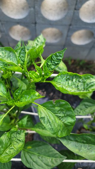 김행자님의 고추 · 병해충상담 작성글 사진