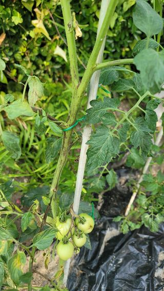 김행자님의 고추 · 병해충상담 작성글 사진