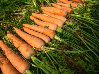 광주당근님의 기타작물 · 병해충상담 작성글 사진