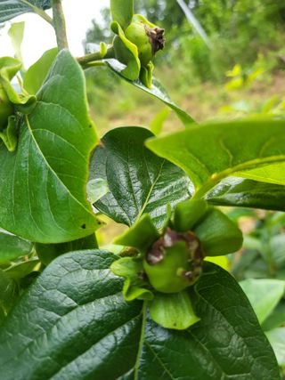 유재호님의 감 · 병해충상담 작성글 사진