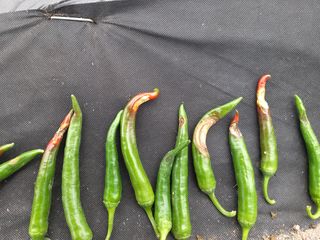 현경출님의 고추 · 병해충상담 작성글 사진