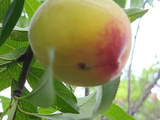 낙엽교목류3294님의 복숭아 · 병해충상담 작성글 사진