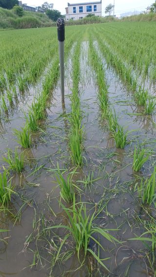 신종철님의 벼 · 자유게시판 작성글 사진