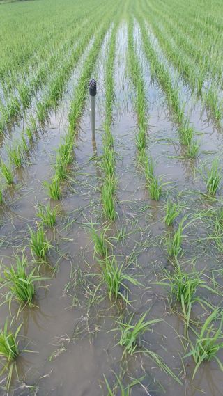 신종철님의 벼 · 자유게시판 작성글 사진