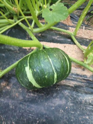 이일균님의 호박 · 자유게시판 작성글 사진