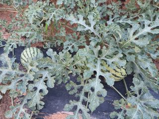 이일균님의 호박 · 자유게시판 작성글 사진