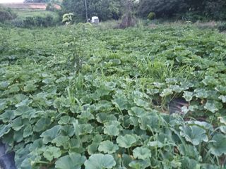 이일균님의 호박 · 자유게시판 작성글 사진