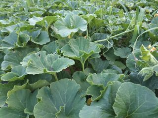 이일균님의 호박 · 자유게시판 작성글 사진