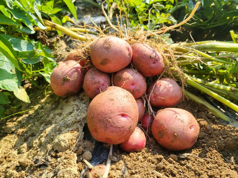 호영님의 장터 판매 상품 [강화 홍감자  10키로] 첨부 사진