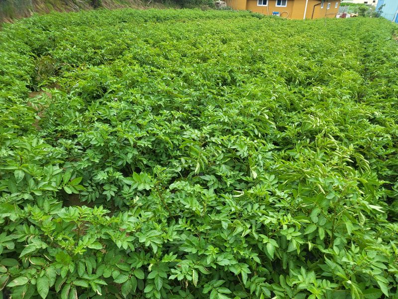 호영님의 장터 판매 상품 [강화 홍감자  10키로] 첨부 사진