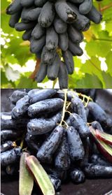 팜모닝 · 게시글 이미지