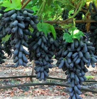 신지님의 작성글 사진