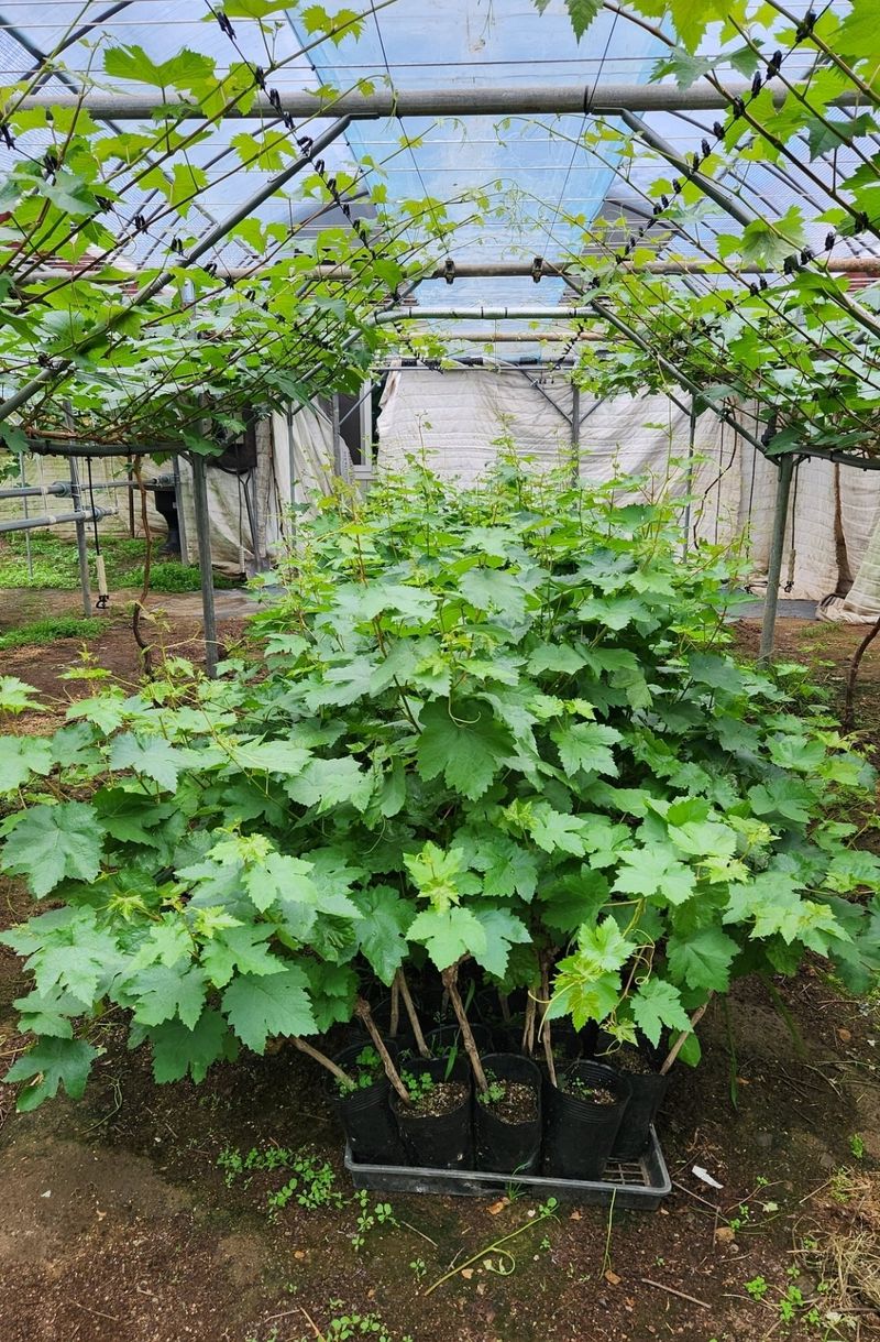 신지님의 장터 판매 상품 [블랙사파이어포도묘목50주] 첨부 사진